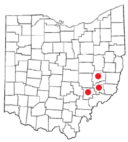 mapparalepstrig